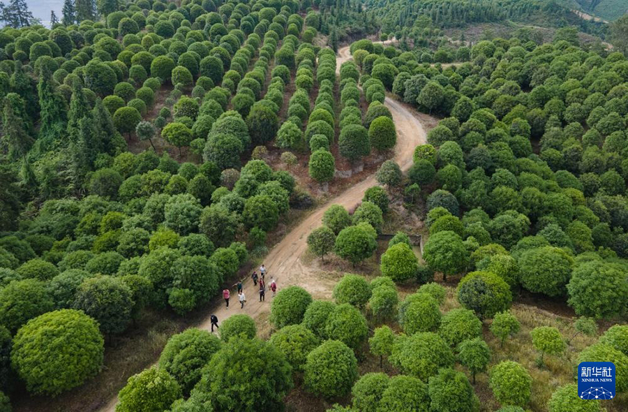 الصين تزرع قرابة 4 ملايين هكتار من الغابات في عام 2023