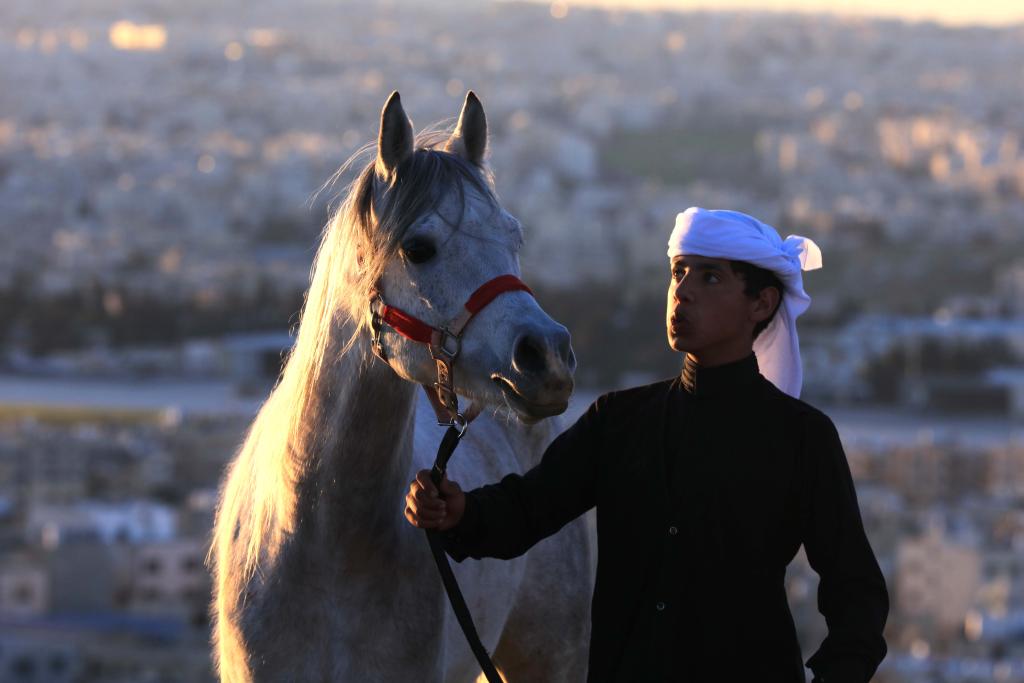 الصورة: الخيل العربي في الأردن