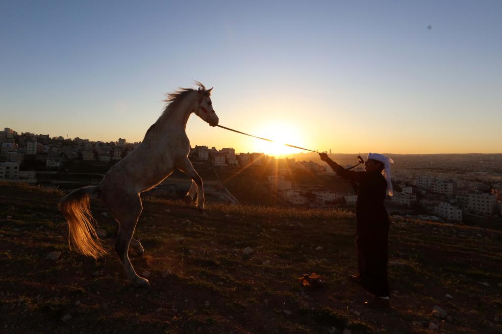 الصورة: الخيل العربي في الأردن