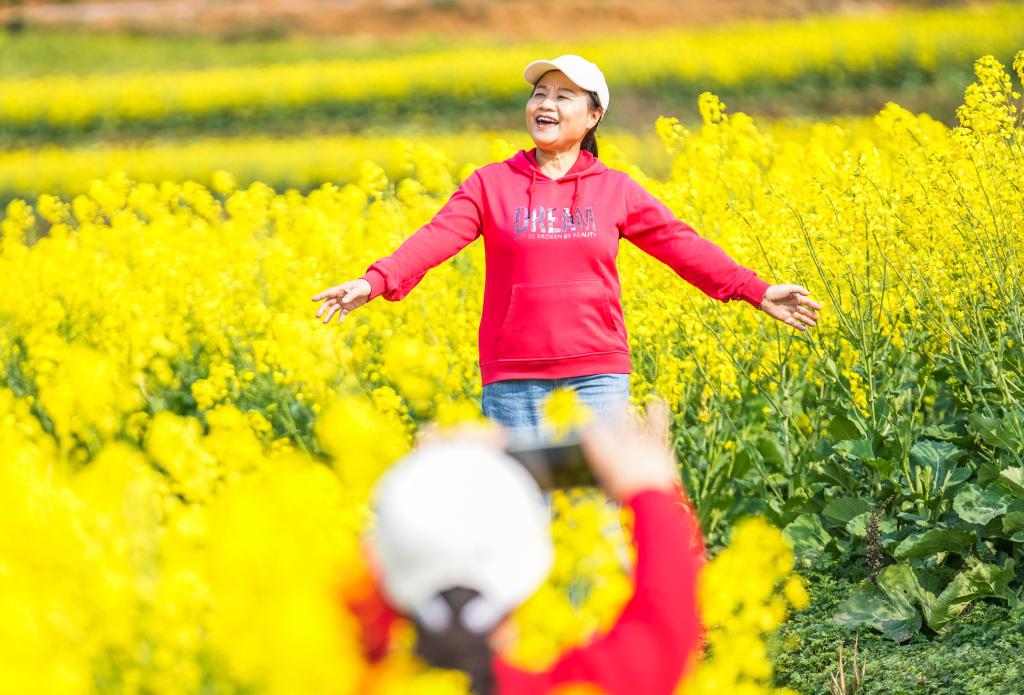 الصورة: حقول زهور الكول جنوب غربي الصين