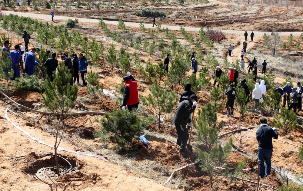 بجهود تطوعية ... زراعة أكثر من 500 مليون شجرة خلال العقد الماضي في منطقة منغوليا الداخلية بشمالي الصين