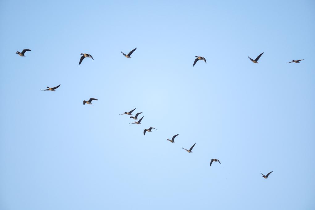 الصورة: هجرة الطيور في بحيرة وهلونغ بشمال شرقي الصين
