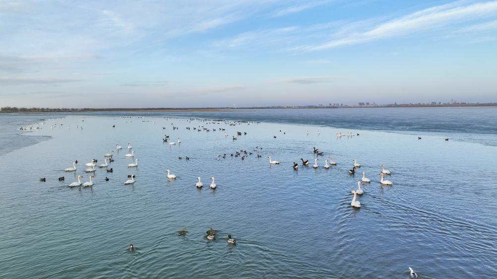 الصورة: هجرة الطيور في بحيرة وهلونغ بشمال شرقي الصين