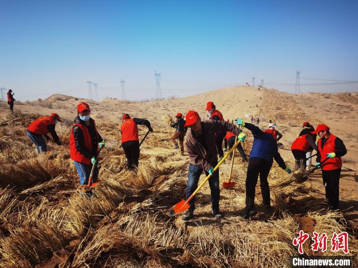 مع حلول الربيع...ليانغتشو تبدأ أعمال مكافحة الرمال في صحراء تنغر