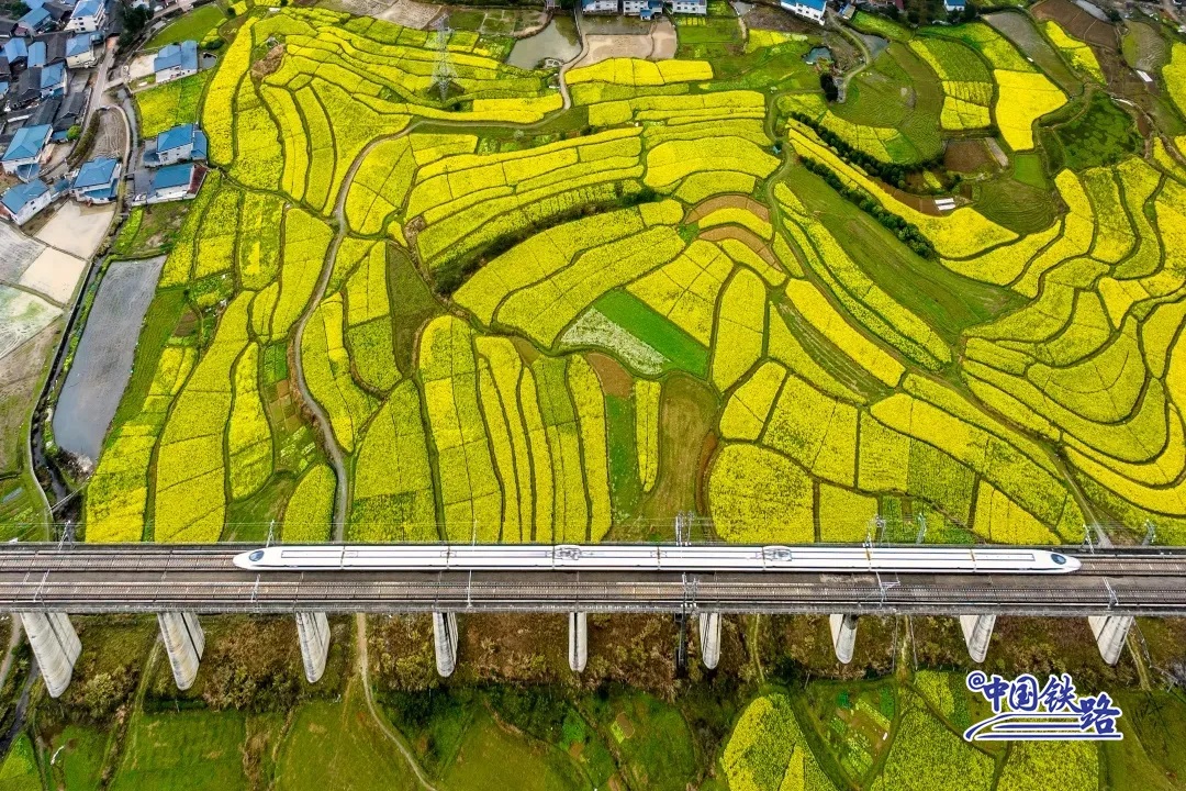 الصين: القطار السريع يشق حقول أزهار الكانولا الشاسعة