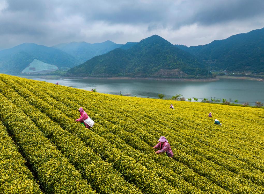 الصورة: حصاد الشاي الربيعي في أنحاء الصين