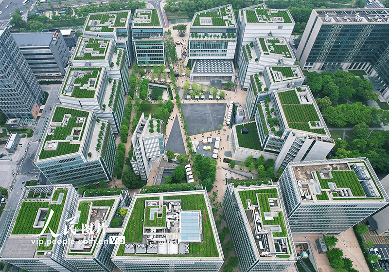 منظر طبيعي جديد في هانغتشو: زراعة شاي لونغجينغ على أسطح مباني المكاتب
