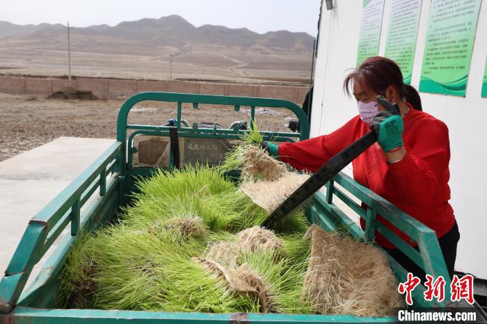 مع غلق المراعي بمنغوليا الداخلية، مصانع تزرع العشب لتوفير العلف للقطعان