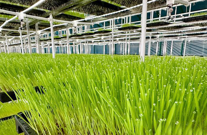 مع غلق المراعي بمنغوليا الداخلية، مصانع تزرع العشب لتوفير العلف للقطعان