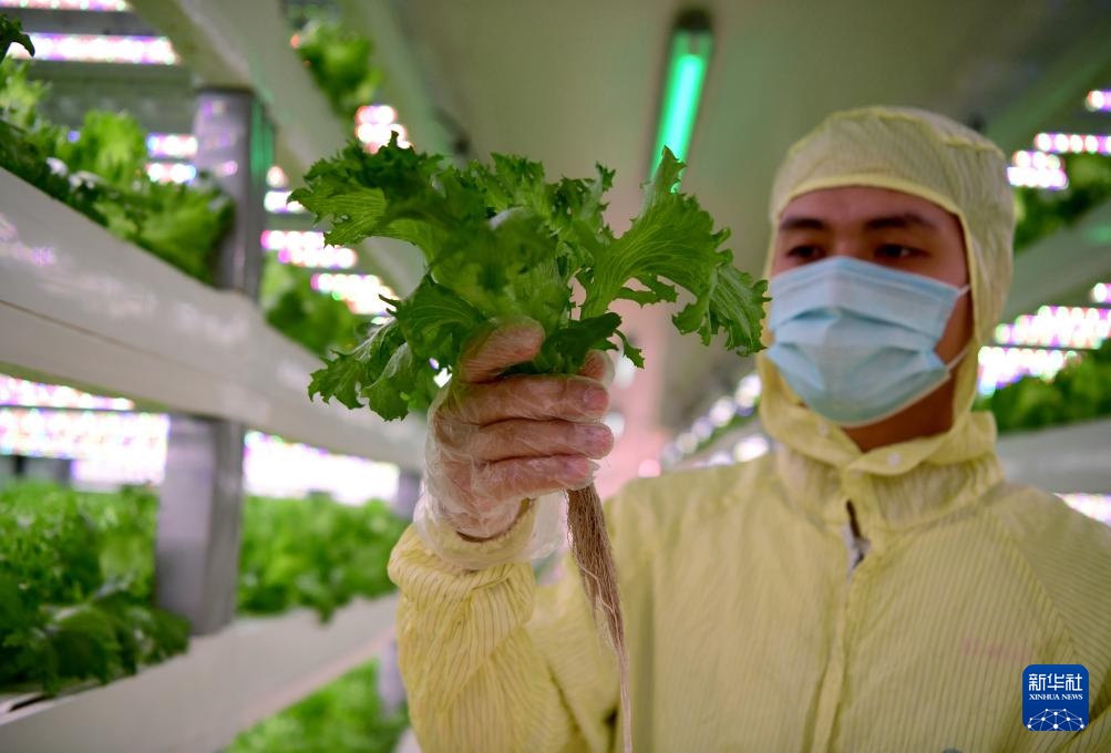 استكشاف مصنع نباتات كبير غير المأهول