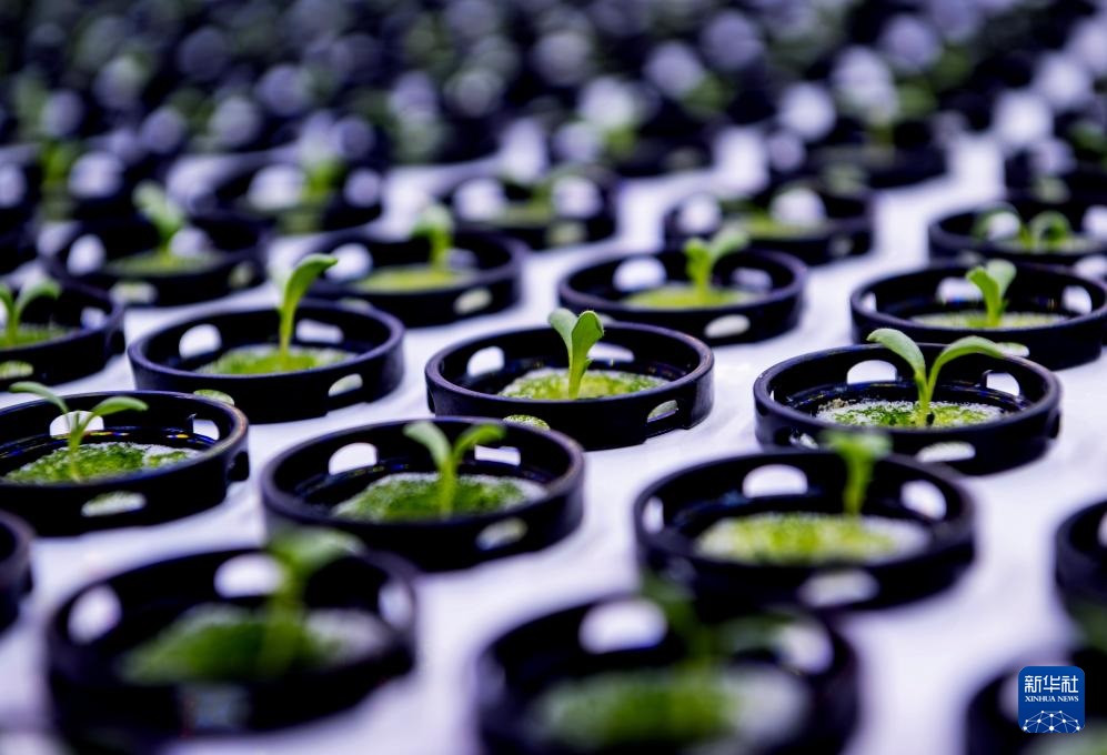 استكشاف مصنع نباتات كبير غير المأهول