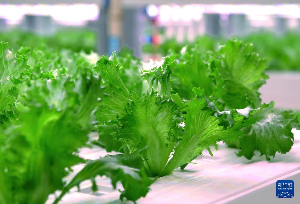 استكشاف مصنع نباتات كبير غير المأهول