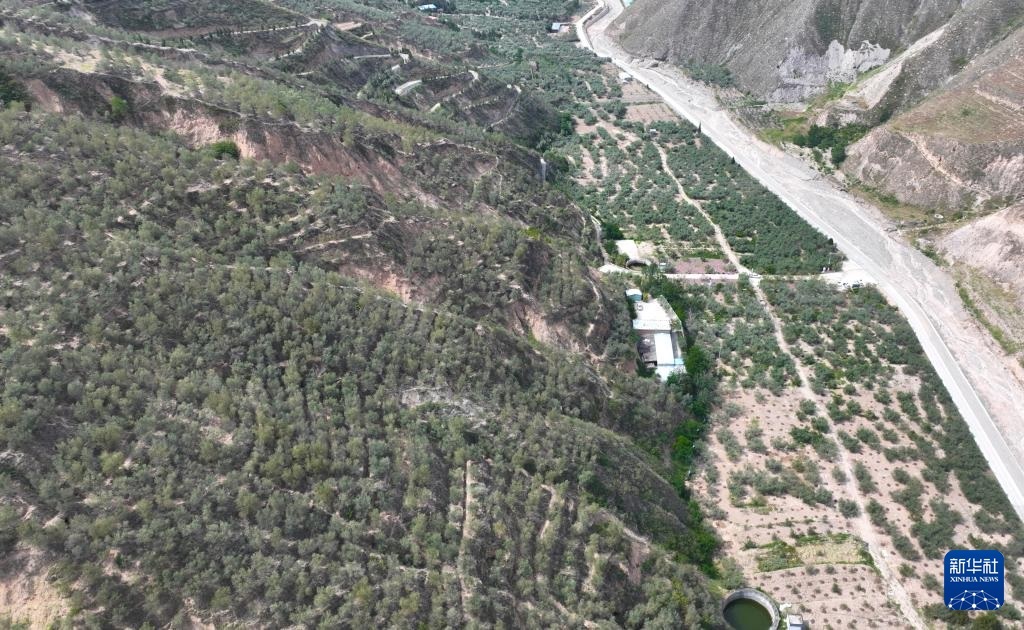 لونغنان، قانسو: دخول موسم تزهير أشجار الزيتون