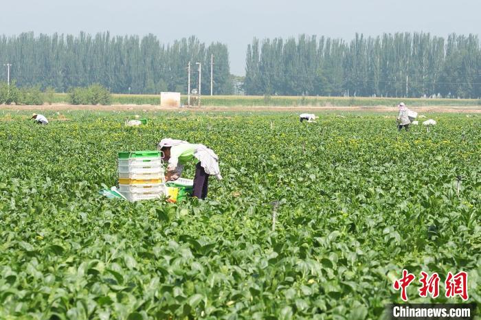 خضروات نينغشيا تقطف صباحا فتصل إلى دبي مساء