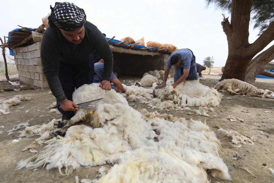 مقالة: موسم جز الصوف عيد تقليدي يحاول رعاة العراق الحافظ عليه