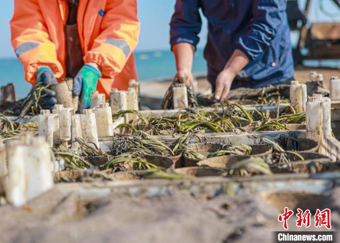 زراعة عشبة البحر في رونغتشنغ... خطوة نحو استعادة التوازن البيئي البحري