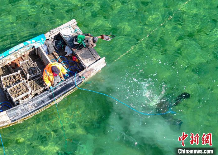 زراعة عشبة البحر في رونغتشنغ... خطوة نحو استعادة التوازن البيئي البحري