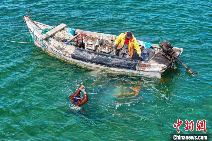 زراعة عشبة البحر في رونغتشنغ... خطوة نحو استعادة التوازن البيئي البحري