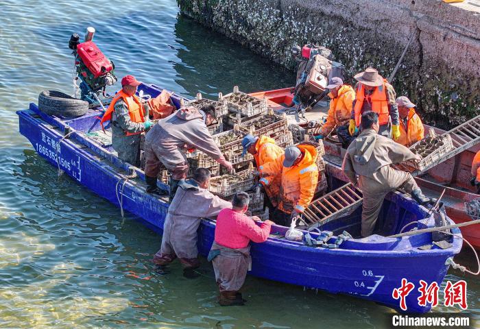زراعة عشبة البحر في رونغتشنغ... خطوة نحو استعادة التوازن البيئي البحري