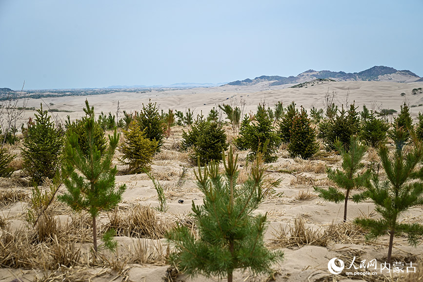 الطُرق تخنق الصحراء في منغوليا الداخلية وتتصدى لزحف الرمال