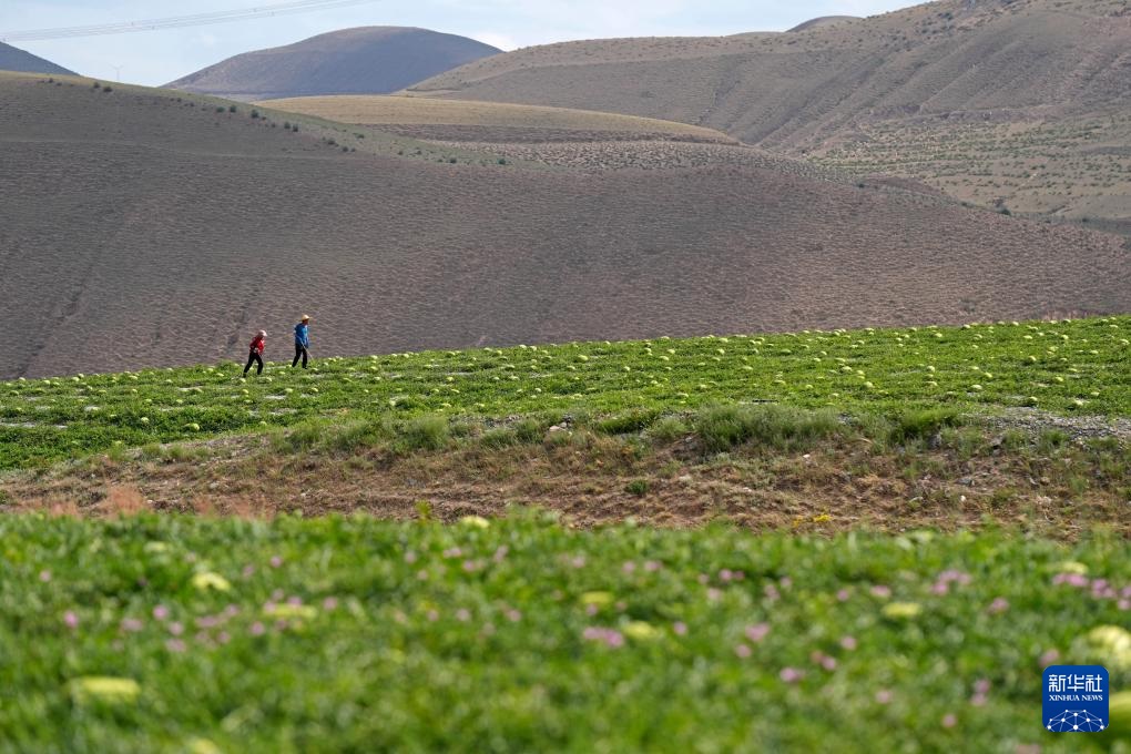 تشونغوي، نينغشيا: بطيخ صحراء جوبي متوفر في الأسواق