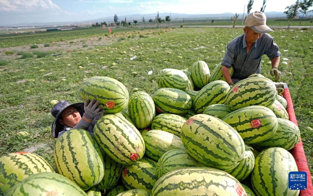 تشونغوي، نينغشيا: بطيخ صحراء جوبي متوفر في الأسواق