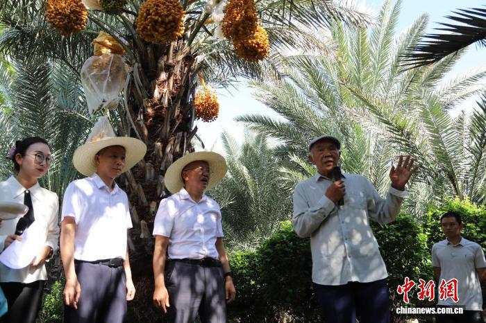 فاكهة الصداقة الصينية ـ الإماراتية تنضج في مدينة يوانجيانغ، مقاطعة يوننان