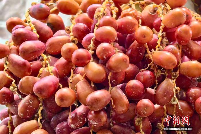 في قاعدة زراعة نخيل التمر التجريبية في يوانجيانغ، يوننان، تتدلى التمور على أغصان الشجرة.