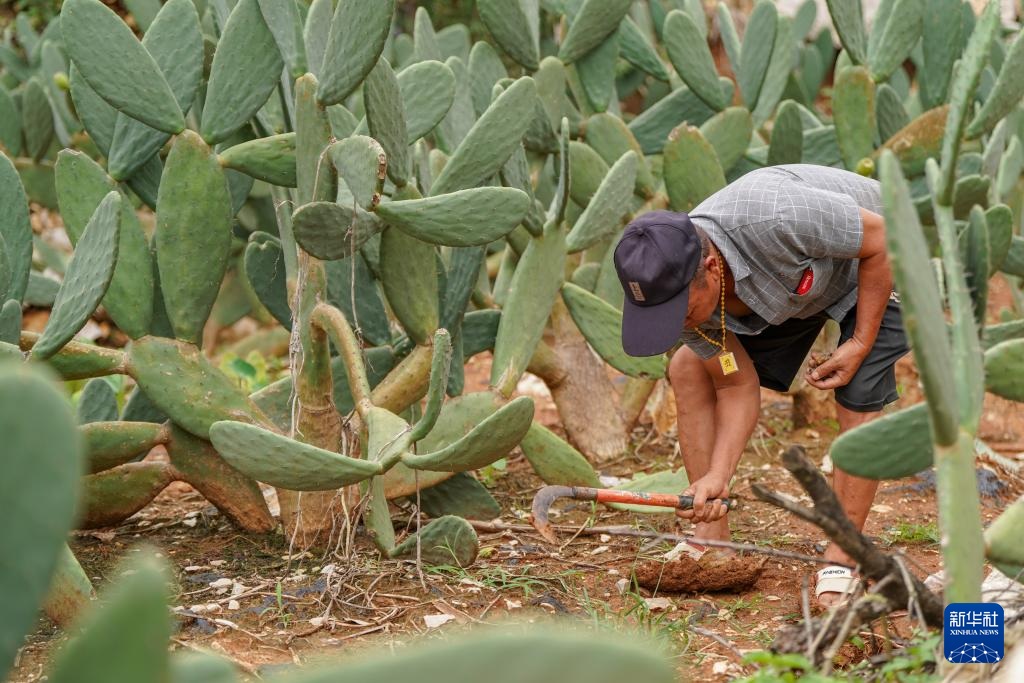 زراعة الصبار تعيد إحياء مناطق تشكو التصحر الصخري