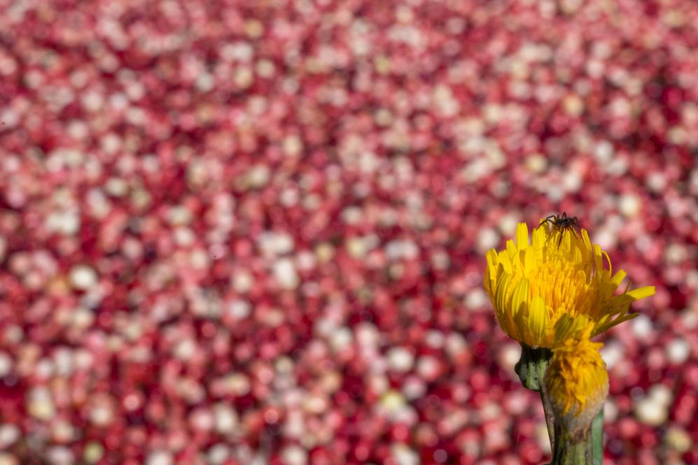 الصورة: حصاد التوت البري في شمال شرقي الصين