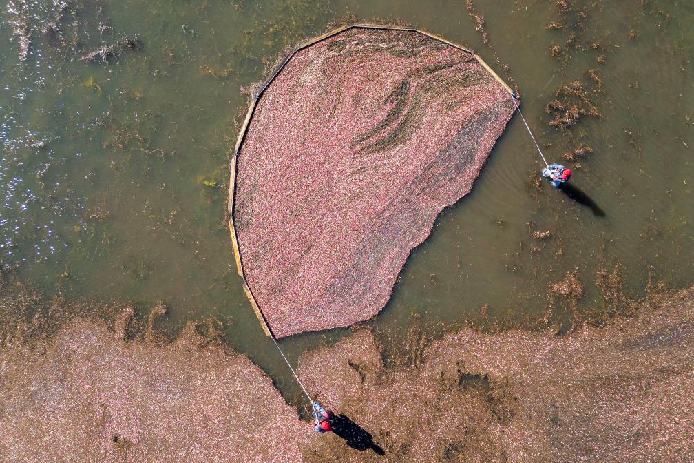 الصورة: حصاد التوت البري في شمال شرقي الصين