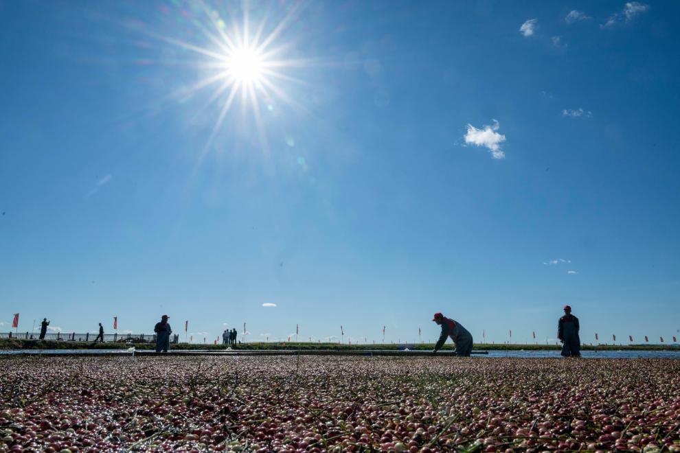 الصورة: حصاد التوت البري في شمال شرقي الصين