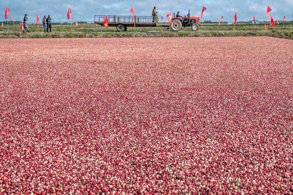 الصورة: حصاد التوت البري في شمال شرقي الصين