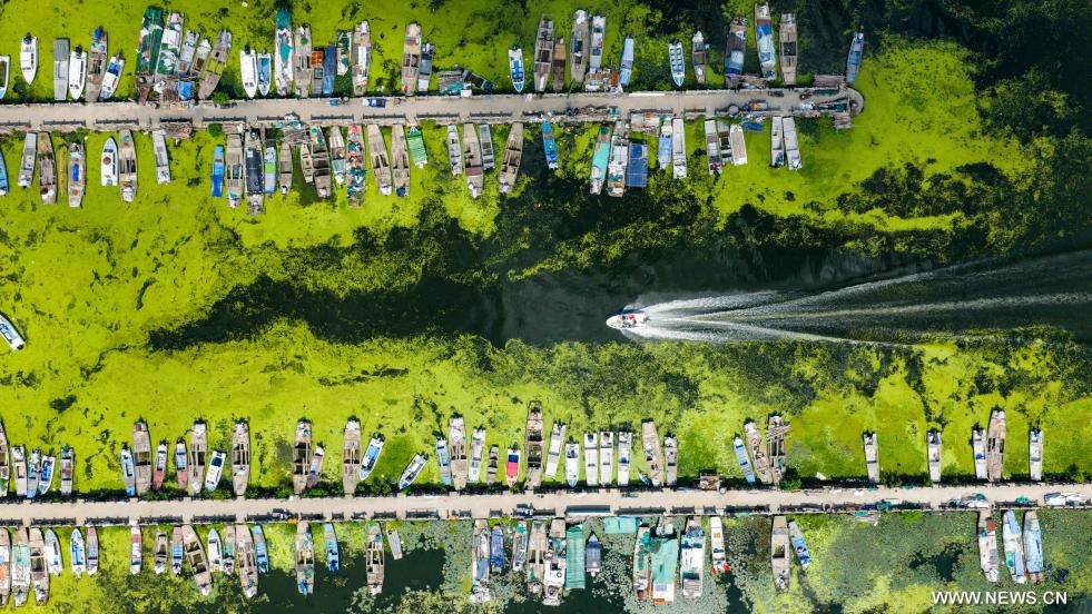 بدء موسم حصاد سلطعون المياه العذبة في الصين