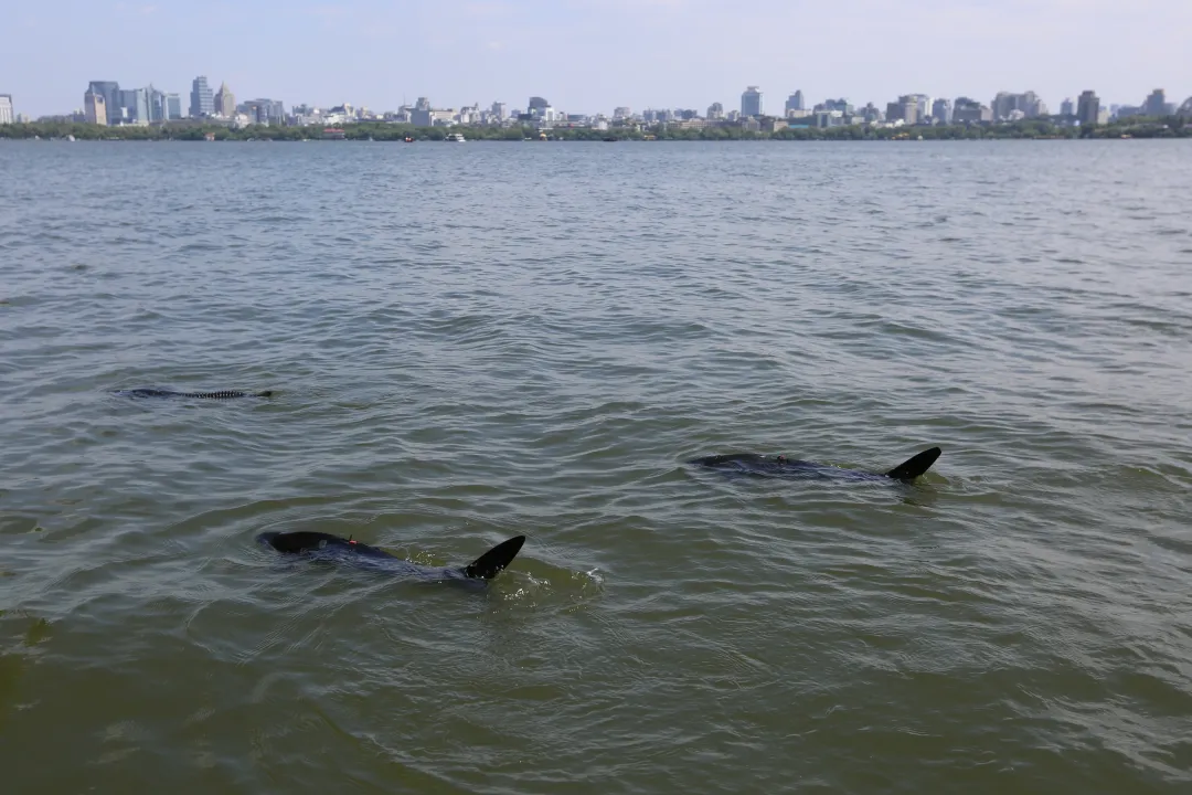 قرشان آليّان يبدآن العمل في البحيرة الغربية في هانغتشو
