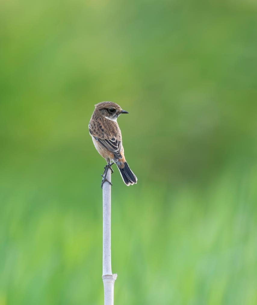 الصورة: طيور مهاجرة في جنوب شرقي الصين