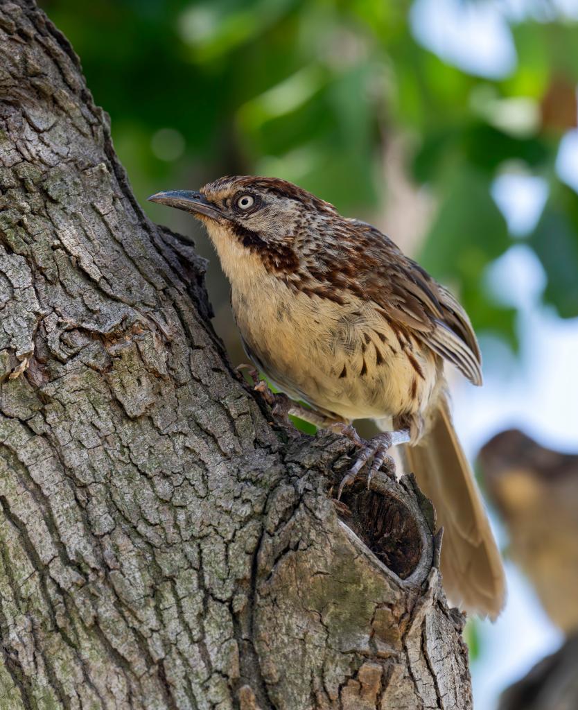 الصورة: طيور مهاجرة في جنوب شرقي الصين