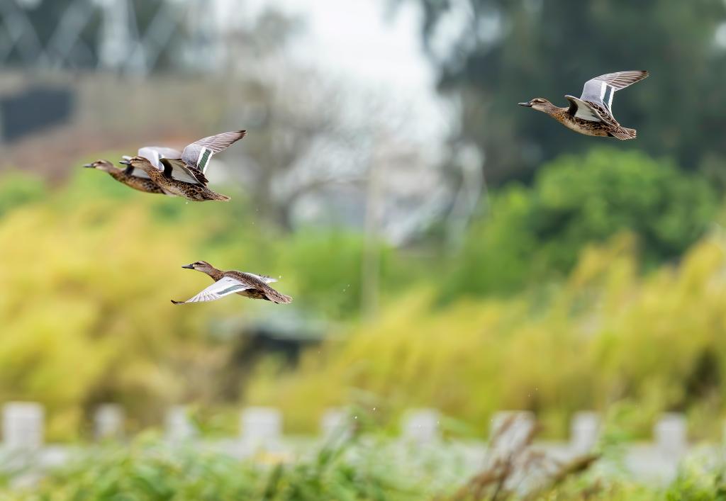 الصورة: طيور مهاجرة في جنوب شرقي الصين
