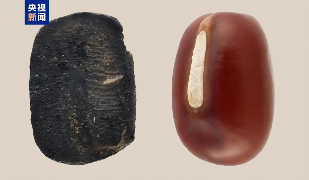 دراسة تؤكد أن الصين هي أحد مراكز نشأة فاصولياء الأدزوكي