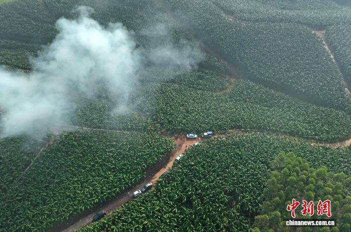 ثمار الموز في قوانغشي تبدأ دخول الأسواق