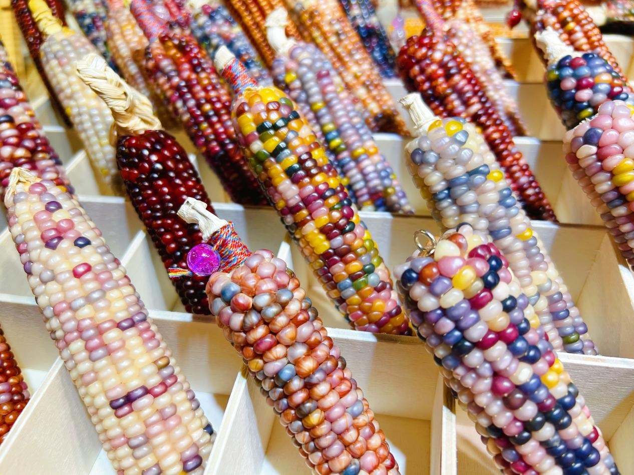 ذرة الزينة في يوننان، حبّاتها مثل الأحجار الكريمة