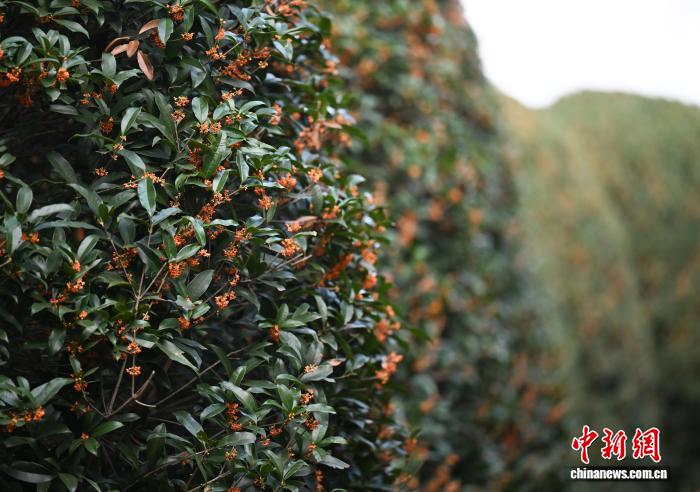 غابة الأوسمانثوس الكروية في هانغتشو... عالم خيالي يأسر الزوار