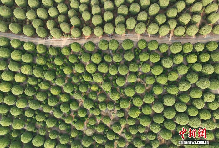 غابة الأوسمانثوس الكروية في هانغتشو... عالم خيالي يأسر الزوار