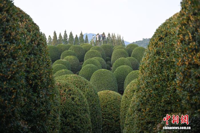 غابة الأوسمانثوس الكروية في هانغتشو... عالم خيالي يأسر الزوار