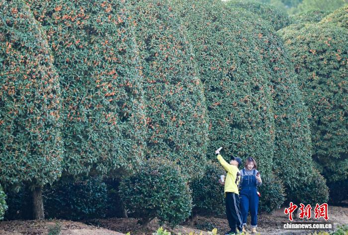 غابة الأوسمانثوس الكروية في هانغتشو... عالم خيالي يأسر الزوار
