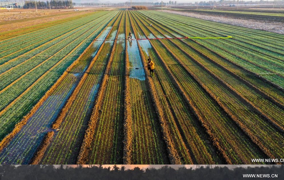 حصاد أكثر من 90 بالمائة من الحبوب الخريفية في الصين