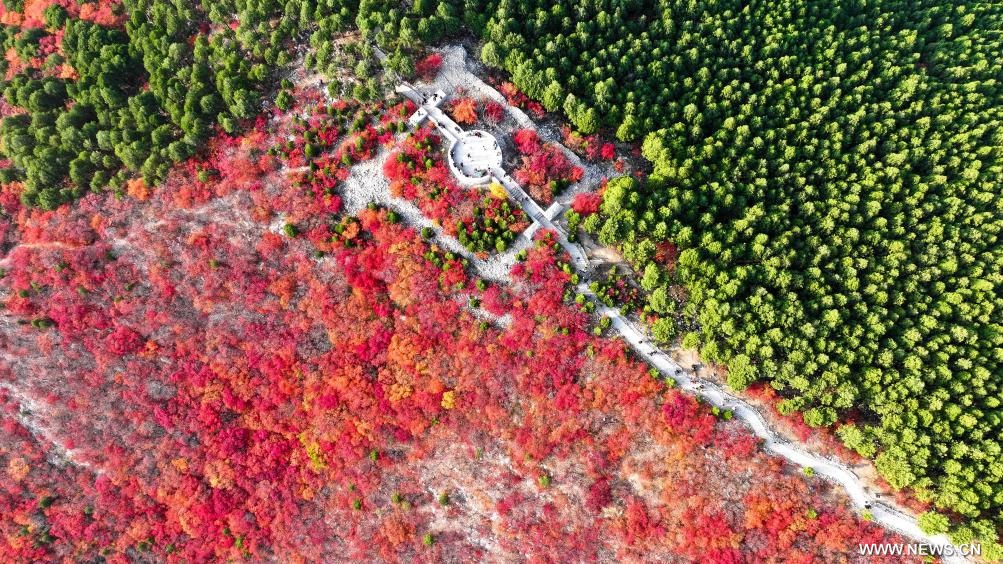 مناظر خريفية في مدينة بشرقي الصين