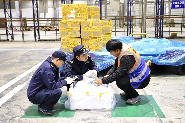 يوننان الصينية تصدّر لأول مرة أسماك مياه عذبة حية إلى الإمارات خلال رحلة جوية تستغرق 12 ساعة