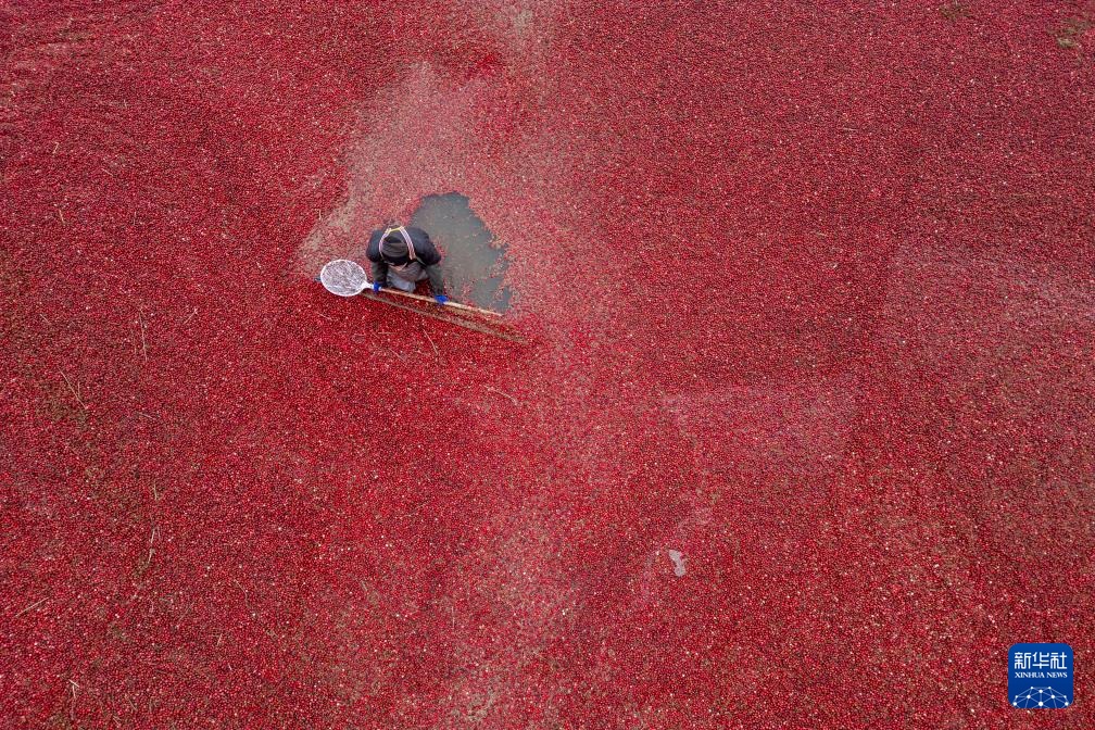 "ياقوت أمريكا الشمالية" يتجذر في بلدة صغيرة في الصين