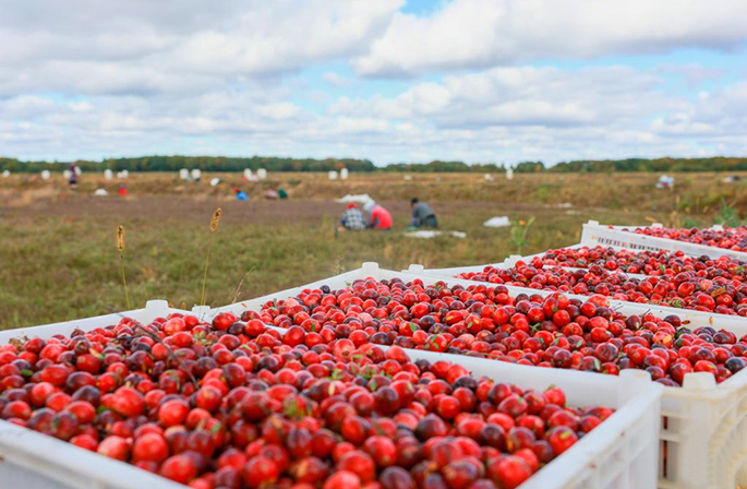 "ياقوت أمريكا الشمالية" يتجذر في بلدة صغيرة في الصين